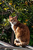 Hania - Cats appear to be the masters of any street of Cretan villages and towns.  